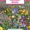 Blumenwiese Blumenteppich Mittelalter (100 G) | Blumensamen Von Bertrand -Deutschland Wiesen Pracht Verkaufs-Shop 540965 Blumenwiese Blumenteppich Mittelalter 100 g