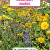 Blumenwiese Blumenteppich Chambord (100 G) | Blumensamen Von Bertrand 1 Blumenwiese Blumenteppich Chambord (100 G) | Blumensamen Von Bertrand -Deutschland Wiesen Pracht Verkaufs-Shop 540970 Blumenwiese Blumenteppich Chambord 100 g