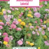 Blumenwiese Blumenteppich Loiretal (100 G) | Blumensamen Von Bertrand -Deutschland Wiesen Pracht Verkaufs-Shop 540974 Blumenwiese Blumenteppich Loiretal 100 g