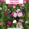 Blumenwiese Blumenteppich Magic Cosmos (100 G) | Blumensamen Von Bertrand -Deutschland Wiesen Pracht Verkaufs-Shop 540978 Blumenwiese Blumenteppich Magic Cosmos 100 g