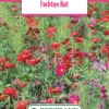 Blumenwiese Farbton Rot (100 G) | Blumensamen Von Bertrand -Deutschland Wiesen Pracht Verkaufs-Shop 540983 Blumenwiese Farbton Rot 100 g