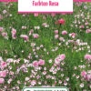 Blumenwiese Farbton Rosa (100 G) | Blumensamen Von Bertrand 2 Blumenwiese Farbton Rosa (100 G) | Blumensamen Von Bertrand -Deutschland Wiesen Pracht Verkaufs-Shop 540985 Blumenwiese Farbton Rosa 100 g