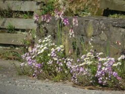 Blumenwiese Mauerfuß (100 G) | Blumensamen Von Bertrand -Deutschland Wiesen Pracht Verkaufs-Shop 540995 Blumenwiese Fleurs Pieds de Murs Production Anjou hors catalog 100 g MP20200 100g 1