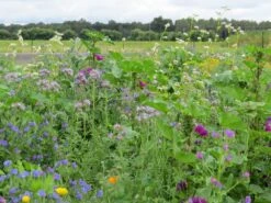 Blumenwiese Honigblumenwiese OFA Mehrjährig (100 G) | Blumensamen Von Bertrand -Deutschland Wiesen Pracht Verkaufs-Shop 541015 Blumenwiese Trachtblumen fuer Bienen OFA mehrjaehrig 100 g MP20242 100g 1