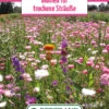 Blumenwiese Blumen Für Trockensträuße (100 G) | Blumensamen Von Bertrand -Deutschland Wiesen Pracht Verkaufs-Shop 541035 Blumenwiese Trockenblumenstrausser 100 g