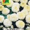 Studentenblume Bianca F1 | Studentenblumensamen Von Austrosaat 1 Studentenblume Bianca F1 | Studentenblumensamen Von Austrosaat -Deutschland Wiesen Pracht Verkaufs-Shop 543081 Studentenblume Bianca F1