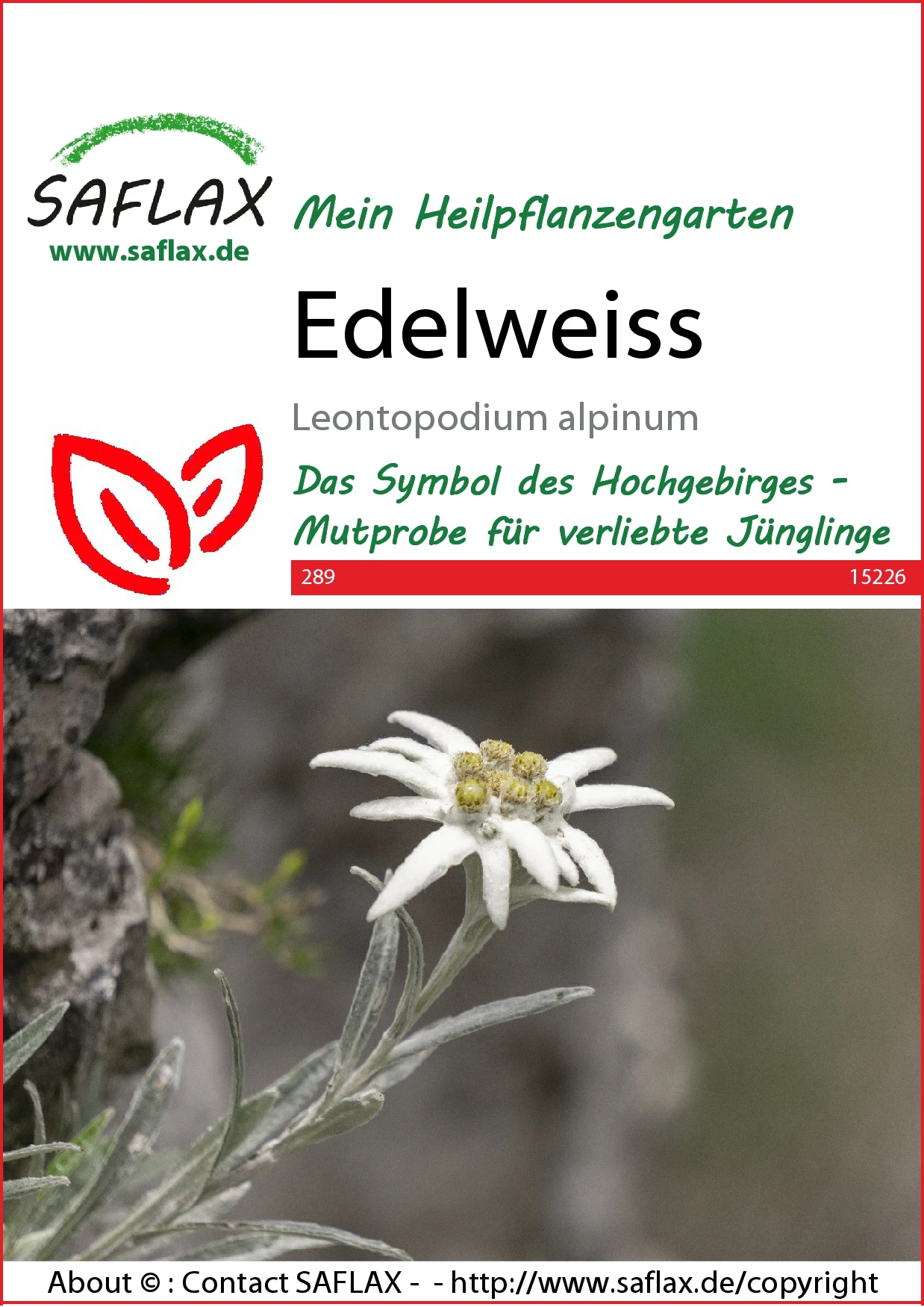 Edelweiss | Wildblumensamen Von Saflax 4 Edelweiss | Wildblumensamen Von Saflax – Bild 2