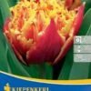 Gefranste Tulpe Golddust (7 Stück) | Tulpenzwiebeln Von Kiepenkerl -Deutschland Wiesen Pracht Verkaufs-Shop 543942 Gefranste Tulpe Golddust 7 Stueck 504493 0