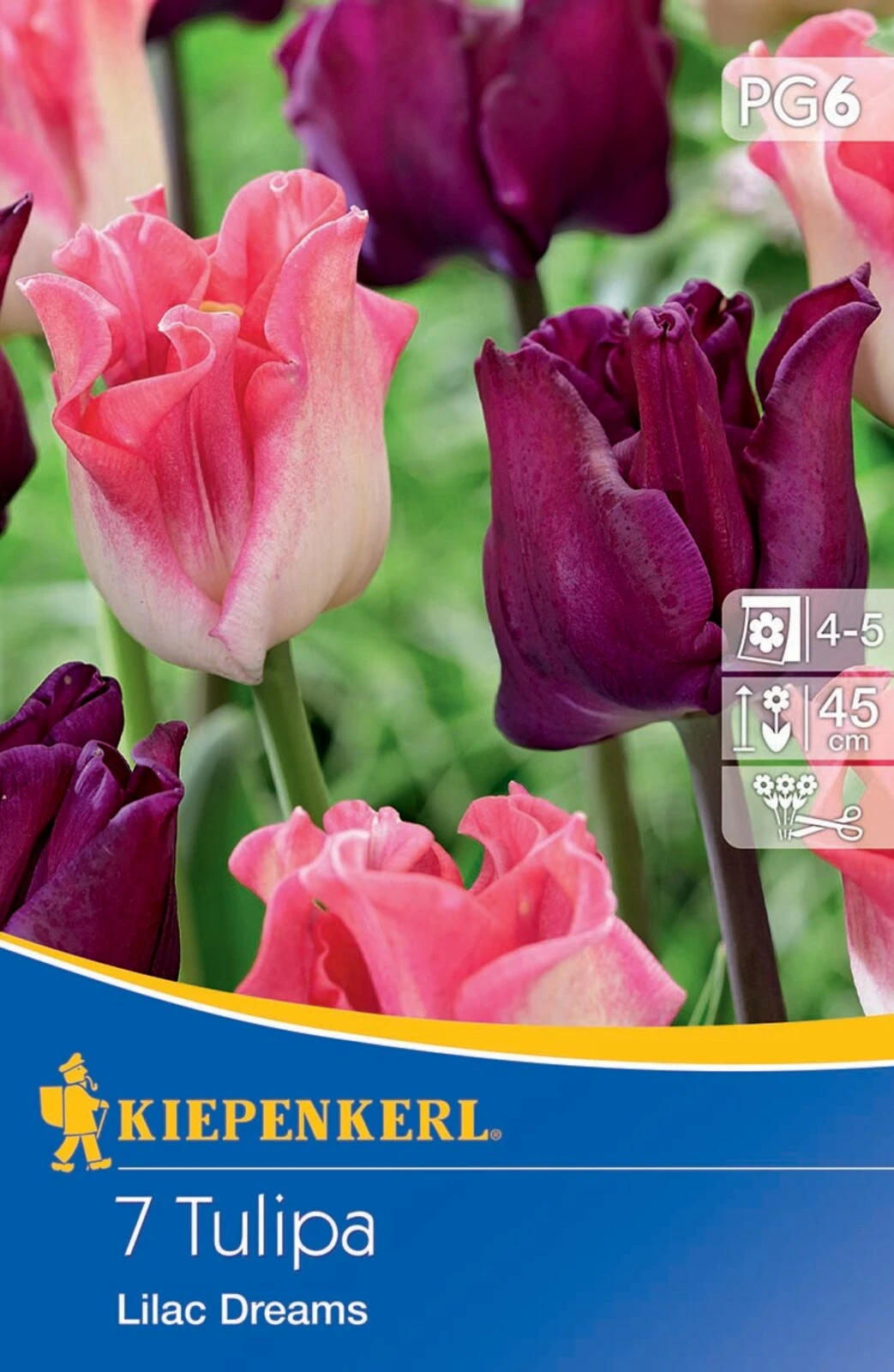 Kronentulpe Lilac Dreams (7 Stück) | Tulpenzwiebeln Von Kiepenkerl 4 Kronentulpe Lilac Dreams (7 Stück) | Tulpenzwiebeln Von Kiepenkerl – Bild 2