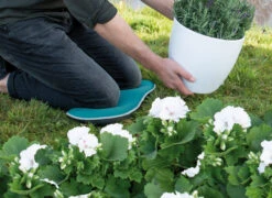 Kniekissen Blau | Gartengeräte Von Sogo 11 Kniekissen Blau | Gartengeräte Von Sogo -Deutschland Wiesen Pracht Verkaufs-Shop 548561 Kniekissen blau 887510 sg 4