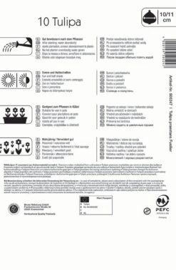 Deutschland Wiesen Pracht Verkaufs-Shop -Deutschland Wiesen Pracht Verkaufs-Shop 549365 Wildtulpe praestans Fusilier 10 Stueck 505247 1