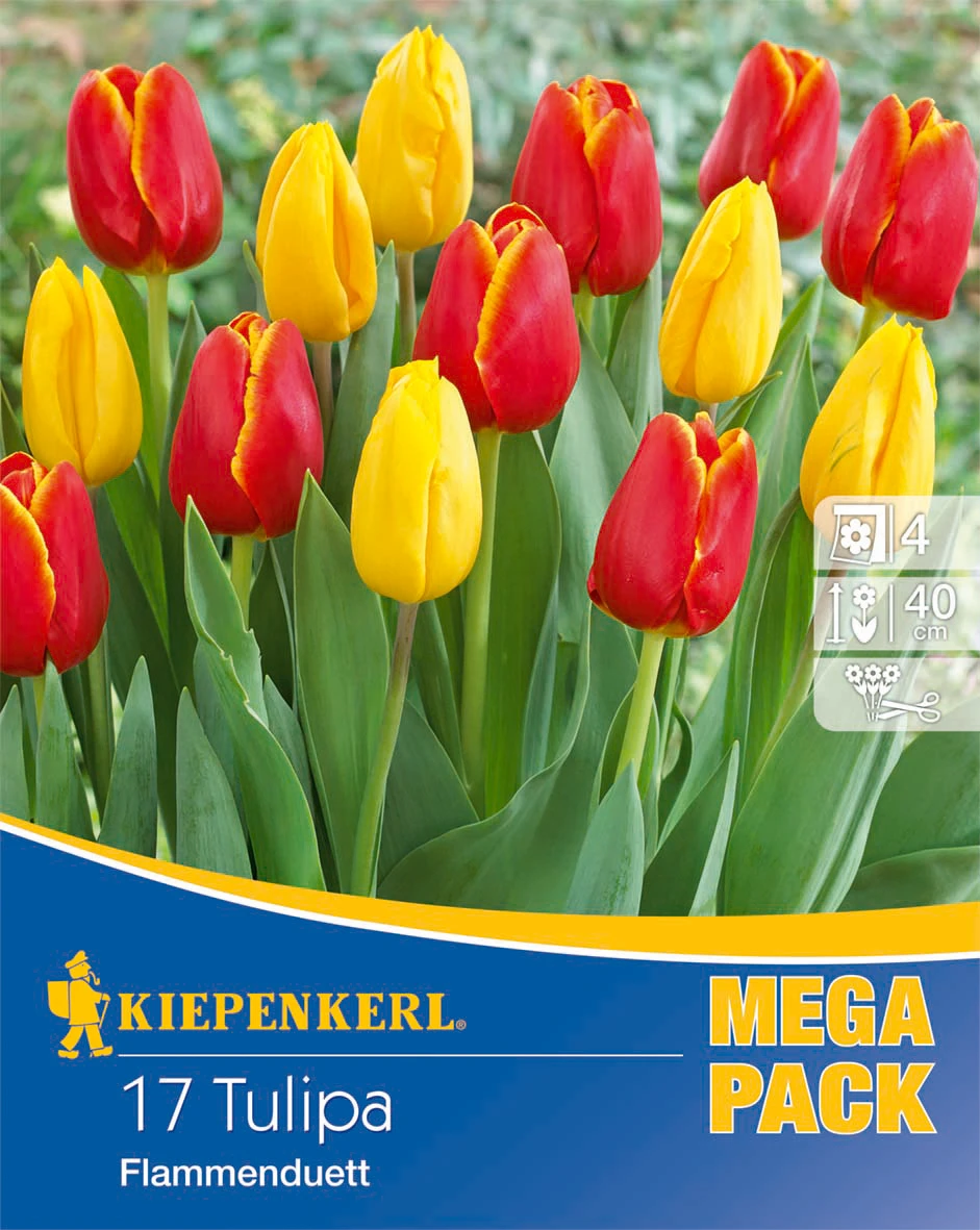 Mega-Pack Flammenduett Triumphtulpe (17 Stück) | Tulpenzwiebeln Von Kiepenkerl 4 Mega-Pack Flammenduett Triumphtulpe (17 Stück) | Tulpenzwiebeln Von Kiepenkerl – Bild 2