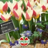 Tulpe Ancilla (7 Stück) | Kaufmanniana-Tulpen Von Sperli -Deutschland Wiesen Pracht Verkaufs-Shop 549447 Tulpe Ancilla 7 Stueck 454543 0