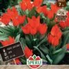 Wildtulpe Fuselier (7 Stück) | Wildtulpe Von Sperli -Deutschland Wiesen Pracht Verkaufs-Shop 549453 Wildtulpe Fuselier 7 Stueck 455922 0