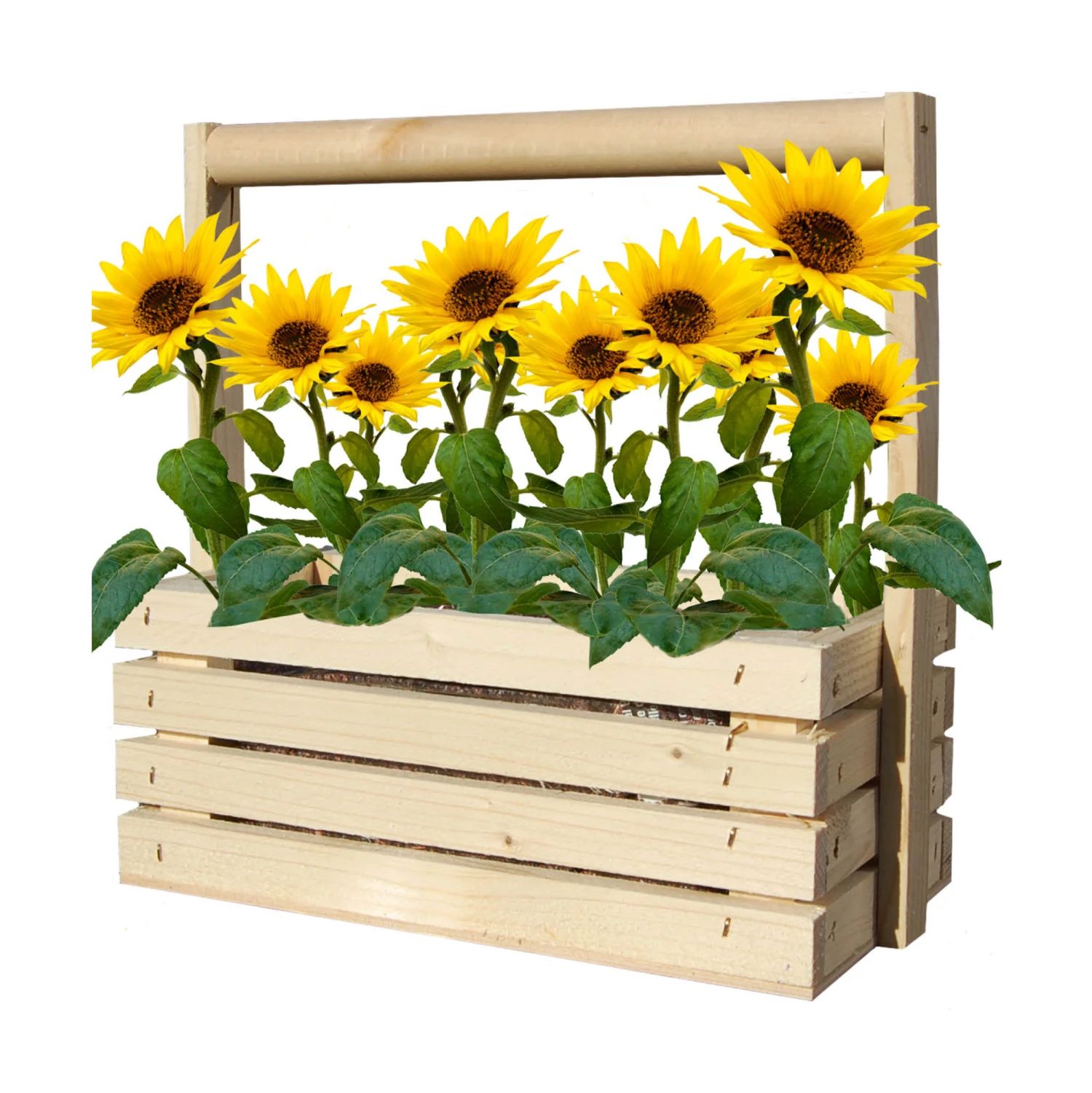 Fresh-Farm Sonnenblume Mini | Anzuchtsets Von Baza 4 Fresh-Farm Sonnenblume Mini | Anzuchtsets Von Baza – Bild 2
