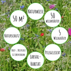 Bienenweide Mit Wildgräsern (Naturwiese) | Bienenwiese Von Biobalu -Deutschland Wiesen Pracht Verkaufs-Shop 550629 Bienenweide mit Wildgraesern Naturwiese BB1016 3