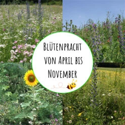 Bienenweide (10 Stück) | Bienenwiese Von Biobalu -Deutschland Wiesen Pracht Verkaufs-Shop 550630 Bienenweide 10 Stueck BB1017 4