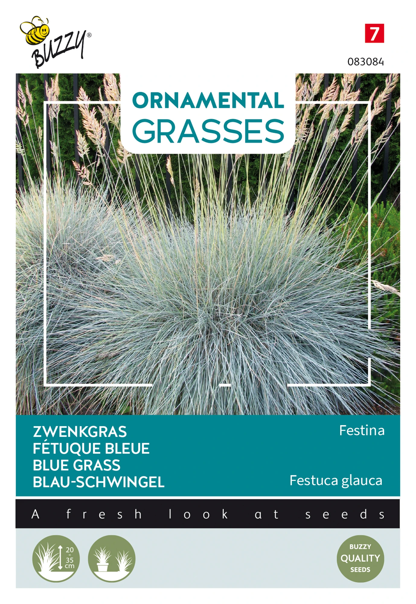 Blau-Schwingel Festina | Blauschwingelsamen Von Buzzy Seeds 4 Blau-Schwingel Festina | Blauschwingelsamen Von Buzzy Seeds – Bild 2
