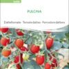 Datteltomate Pulcina | BIO Stabtomatensamen Von Sativa Rheinau 2 Datteltomate Pulcina | BIO Stabtomatensamen Von Sativa Rheinau -Deutschland Wiesen Pracht Verkaufs-Shop 551672 BIO Datteltomate Pulcina to06 sr 0
