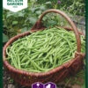 Grüne Bohne Cogito | Bohnensamen Von Nelson Garden -Deutschland Wiesen Pracht Verkaufs-Shop 552231 Gruene Bohne Cogito 90202 ng 0