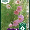 Schmuckkörbchen Apricotta | Cosmeasamen Von Nelson Garden -Deutschland Wiesen Pracht Verkaufs-Shop 552244 Schmuckkoerbchen Apricotta 95049A ng 0