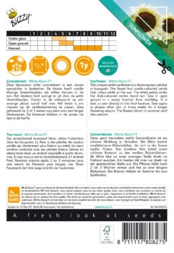 Sonnenblume White Moon F1 | Sonnenblumensamen Von Buzzy Seeds -Deutschland Wiesen Pracht Verkaufs-Shop 552553 Sonnenblume White Moon F1 80827 by 1