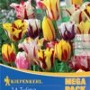 Mega-Pack Rembrandt-Tulpen Mischung (14 Stück) | Tulpenzwiebeln Von Kiepenkerl -Deutschland Wiesen Pracht Verkaufs-Shop 554115 Mega Pack Rembrandt Tulpen Mischung 14 Stueck 507197 0