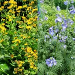 Stauden Bienenweide | BIO Bienenwiese Von Biobalu -Deutschland Wiesen Pracht Verkaufs-Shop 554548 BIO Stauden Bienenweide BB1023 2