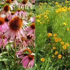 Stauden Bienenweide | BIO Bienenwiese Von Biobalu -Deutschland Wiesen Pracht Verkaufs-Shop 554548 BIO Stauden Bienenweide BB1023 3