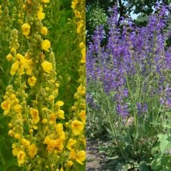 Stauden Bienenweide | BIO Bienenwiese Von Biobalu -Deutschland Wiesen Pracht Verkaufs-Shop 554548 BIO Stauden Bienenweide BB1023 6