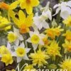 Narzisse Botanical Mix (20 Stück) | Narzissenzwiebeln Von Sam Van Schooten -Deutschland Wiesen Pracht Verkaufs-Shop 555215 Narzisse Botanical Mix 20 Stueck 10210 bl 0