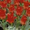 Tulpe Red Riding Hood (20 Stück) | Tulpenzwiebeln Von Sam Van Schooten -Deutschland Wiesen Pracht Verkaufs-Shop 555220 Tulpe Red Riding Hood 20 Stueck 10220 bl 0