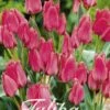 Tulpe Toronto (20 Stück) | Tulpenzwiebeln Von Sam Van Schooten -Deutschland Wiesen Pracht Verkaufs-Shop 555225 Tulpe Toronto 20 Stueck 10240 bl 0