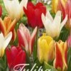 Tulpe Botanical Mix (20 Stück) | Tulpenzwiebeln Von Sam Van Schooten -Deutschland Wiesen Pracht Verkaufs-Shop 555226 Tulpe Botanical Mix 20 Stueck 10245 bl 0