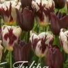 Tulpe Graaf Floris (20 Stück) | Tulpenzwiebeln Von Sam Van Schooten -Deutschland Wiesen Pracht Verkaufs-Shop 555236 Tulpe Graaf Floris 20 Stueck 10267 bl 0