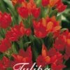 Tulpe Praestans Zwanenburg (25 Stück) | Tulpenzwiebeln Von Sam Van Schooten -Deutschland Wiesen Pracht Verkaufs-Shop 555244 Tulpe Praestans Zwanenburg 25 Stueck 10288 bl 0