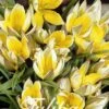 Tulpe Tarda (30 Stück) | Tulpenzwiebeln Von Sam Van Schooten -Deutschland Wiesen Pracht Verkaufs-Shop 555246 Tulpe Tarda 30 Stueck 10291 bl 0