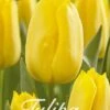 Tulpe Strong Gold (20 Stück) | Tulpenzwiebeln Von Sam Van Schooten -Deutschland Wiesen Pracht Verkaufs-Shop 555252 Tulpe Strong Gold 20 Stueck 10310 bl 0