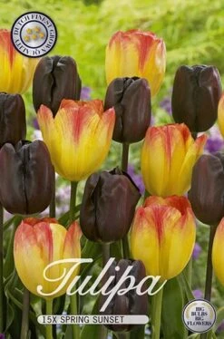 Tulpe Spring Sunset (15 Stück) | Tulpenzwiebeln Von Sam Van Schooten