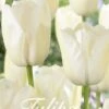 Tulpe White Dream (20 Stück) | Tulpenzwiebeln Von Sam Van Schooten 2 Tulpe White Dream (20 Stück) | Tulpenzwiebeln Von Sam Van Schooten -Deutschland Wiesen Pracht Verkaufs-Shop 555262 Tulpe White Dream 20 Stueck 10345 bl 0