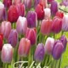 Tulpe Garden Pride (20 Stück) | Tulpenzwiebeln Von Sam Van Schooten -Deutschland Wiesen Pracht Verkaufs-Shop 555277 Tulpe Garden Pride 20 Stueck 10381 bl 0