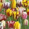Tulpe Rembrandt Mix (10 Stück) | Tulpenzwiebeln Von Sam Van Schooten -Deutschland Wiesen Pracht Verkaufs-Shop 555520 Tulpe Rembrandt Mix 10 Stueck 81140 bl 0