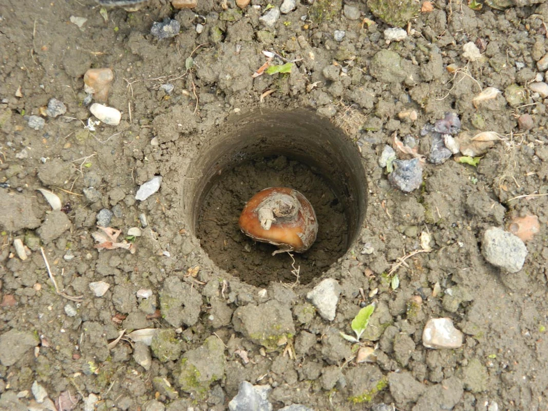 88 X 30,5 X 7,5 Cm Langstieliger Blumenzwiebel Pflanzer | Gartenzubehör Von Garland 4 88 X 30,5 X 7,5 Cm Langstieliger Blumenzwiebel Pflanzer | Gartenzubehör Von Garland – Bild 2