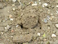 88 X 30,5 X 7,5 Cm Langstieliger Blumenzwiebel Pflanzer | Gartenzubehör Von Garland 18 88 X 30,5 X 7,5 Cm Langstieliger Blumenzwiebel Pflanzer | Gartenzubehör Von Garland -Deutschland Wiesen Pracht Verkaufs-Shop 558876 88 x 30 5 x 7 5 cm Langstieliger Blumenzwiebel Pflanzer W0475 gl 9