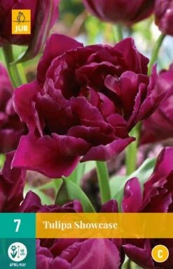 Tulpe Showcase (7 Stück) | Tulpenzwiebeln Von Jub Holland