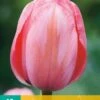 Tulpe Design Impression (10 Stück) | Tulpenzwiebeln Von Jub Holland -Deutschland Wiesen Pracht Verkaufs-Shop 559658 Tulpe Design Impression 10 Stueck 302250 jb 0