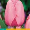 Tulpe Pink Impression (10 Stück) | Tulpenzwiebeln Von Jub Holland -Deutschland Wiesen Pracht Verkaufs-Shop 559660 Tulpe Pink Impression 10 Stueck 302320 jb 0