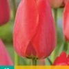 Tulpe Red Impression (10 Stück) | Tulpenzwiebeln Von Jub Holland -Deutschland Wiesen Pracht Verkaufs-Shop 559662 Tulpe Red Impression 10 Stueck 302350 jb 0