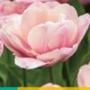 Tulpe Tabledance (7 Stück) | Tulpenzwiebeln Von Jub Holland -Deutschland Wiesen Pracht Verkaufs-Shop 559711 Tulpe Tabledance 10 Stueck 304157 jb 0
