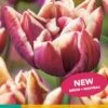 Tulpe Wyndham (7 Stück) | Tulpenzwiebeln Von Jub Holland -Deutschland Wiesen Pracht Verkaufs-Shop 559712 Tulpe Wyndham 10 Stueck 304159 jb 0